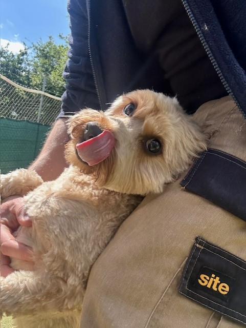 Vinnie at Heathrow Kennels